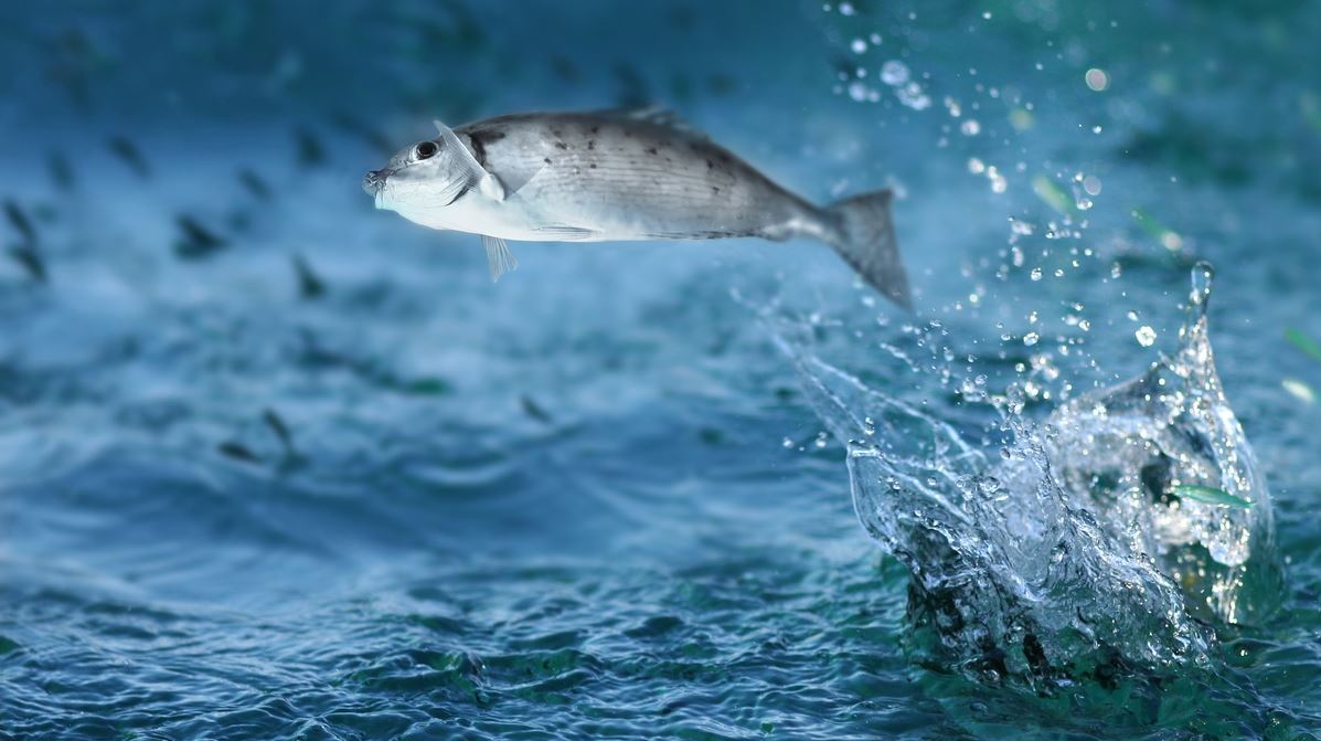 Νορβηγός δημοσιογράφος έφαγε 'χαστούκι' από ιπτάμενο ψάρι σε ζωντανή μετάδοση