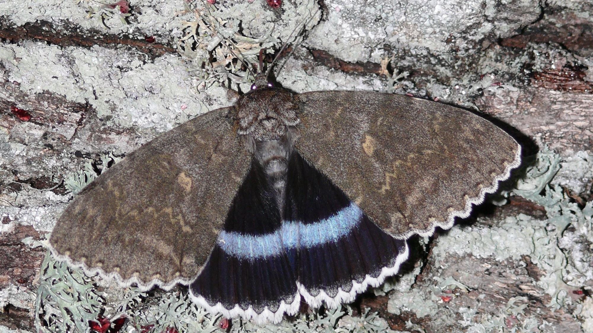 Στο Τσερνόμπιλ ανακάλυψαν πεταλούδα σε μέγεθος πουλιού