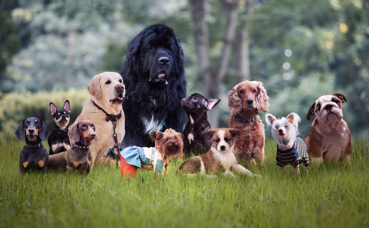 Αυτή είναι η πιο έξυπνη ράτσα σκύλου