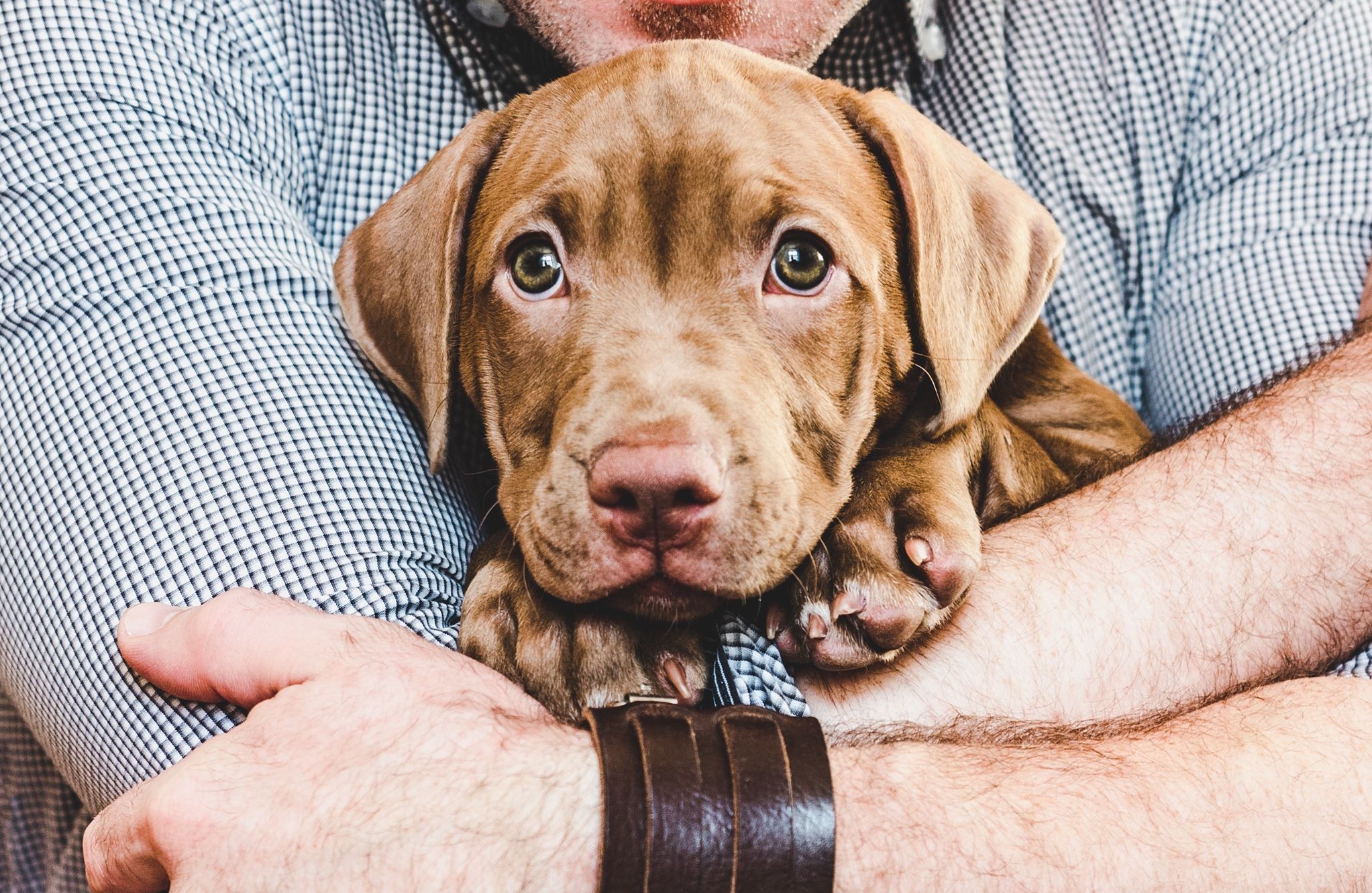 Κι όμως, οι αγκαλιές δεν αρέσουν στον σκύλο σου