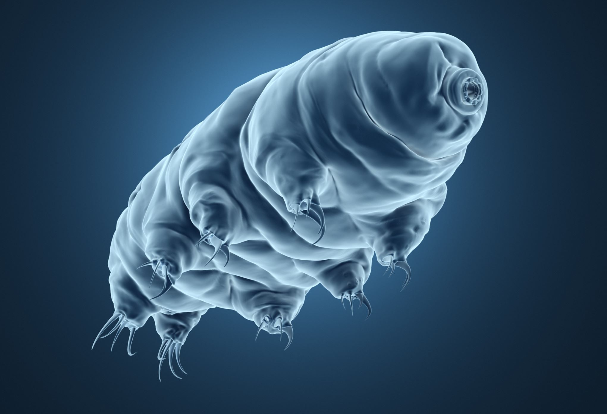 Ενα μόνο ζώο θα επιζήσει ακόμα και στο τέλος του κόσμου