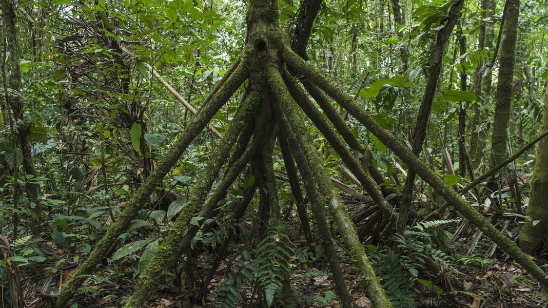 Δηλαδή αυτός ο φοίνικας μπορεί να περπατήσει;
