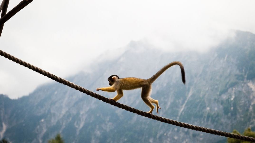 Γιατί οι άνθρωποι δεν έχουν ουρά