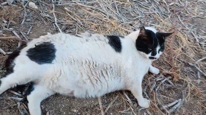 Chonkus Maximus: Ο διάσημος γάτος της Κρήτης έχει αποκτήσει status Pokémon