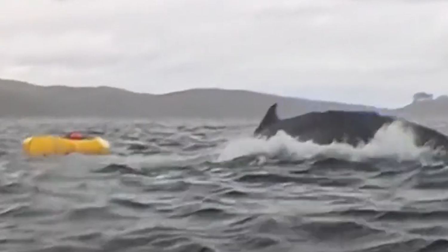 Φάλαινα κατάπιε άνθρωπο σε καγιάκ και το έχουμε σε βίντεο