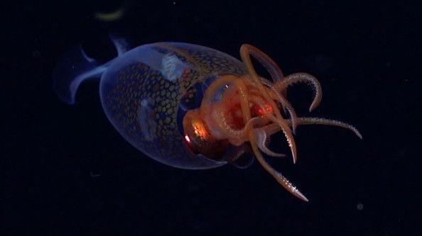 Το κολοσσιαίο καλαμάρι τελικά δεν είναι μύθος-Δείτε βίντεο