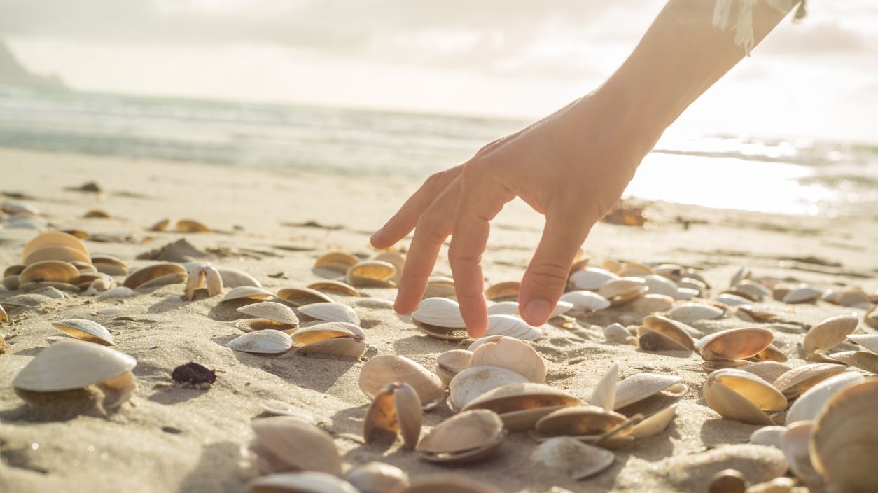 Γιατί δεν πρέπει να μαζεύουμε κοχύλια από την παραλία, σύμφωνα με την επιστήμη