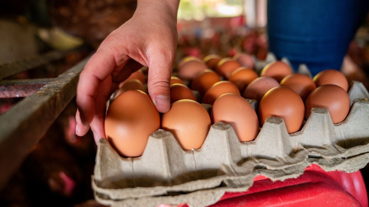 Τι συμβαίνει με τις επικίνδυνες χημικές ουσίες που βρέθηκαν στα ελληνικά αυγά