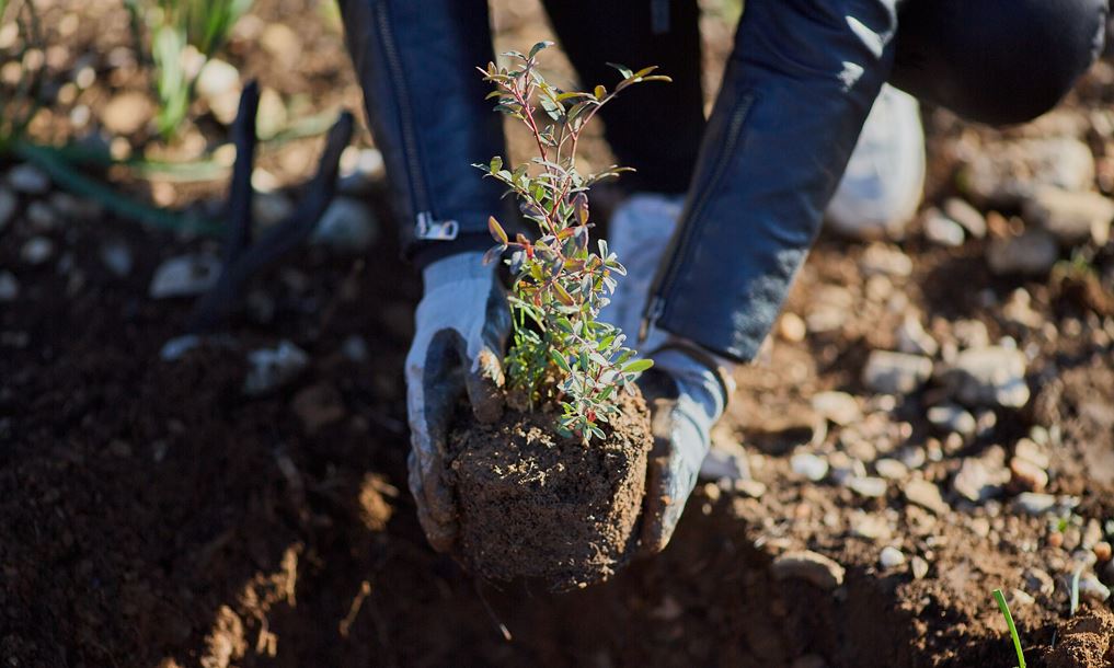 Η Παπαστράτος φυτεύει 70.000 δέντρα